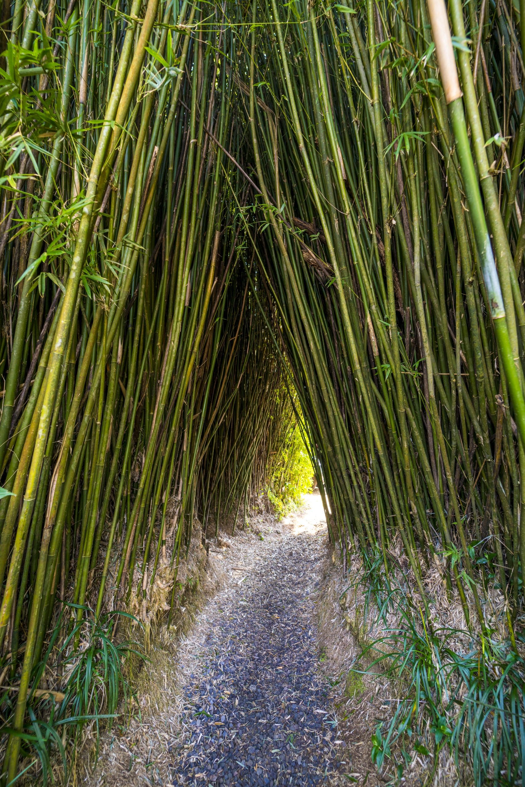 Le domaine du Labyrinthe En-Champ-Thé à Grand-Coude, La Réunion