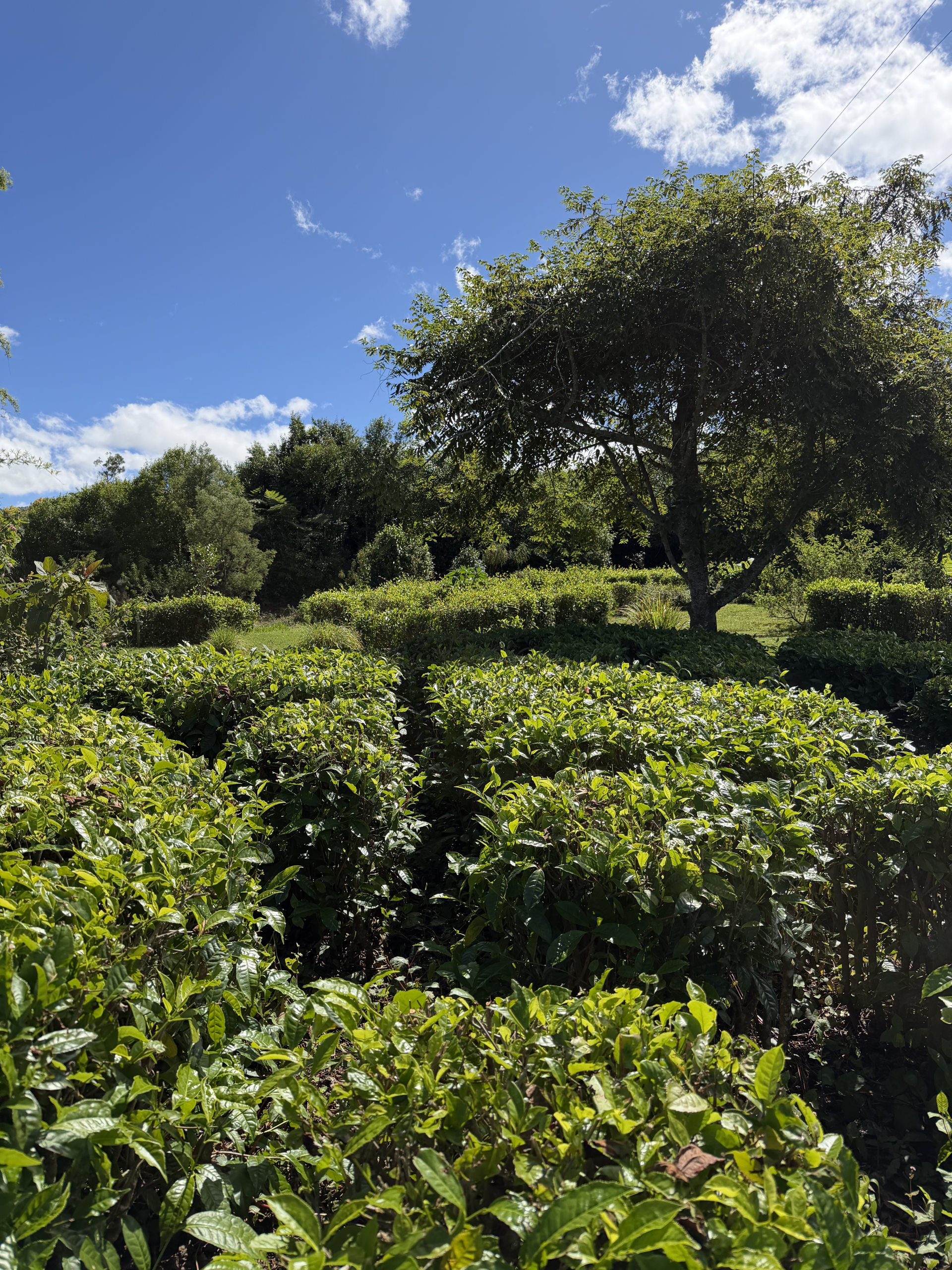 Visite libre du Labyrinthe En-Champ-Thé