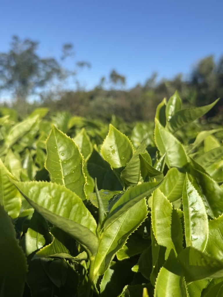 Plantation de thé bio à Grand-Coude, La Réunion — production française